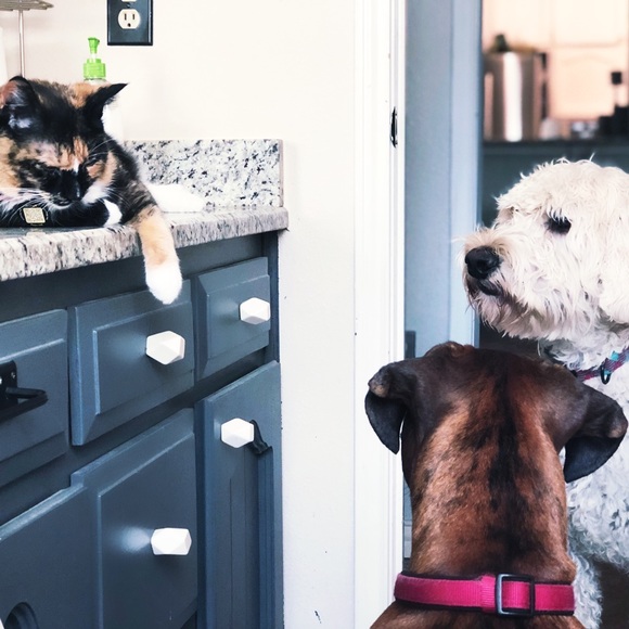 Welcome To theladychic Closet - Picture 7 of 8